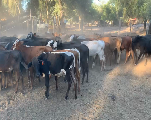 Lote 100 Terneros/as en Miraflores, Chaco