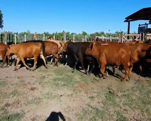 Lote 88 Vacas nuevas en San Luis del Palmar, Corrientes