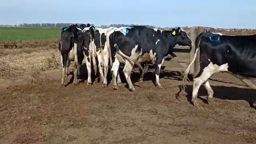 Lote Adeco Agropecuaria