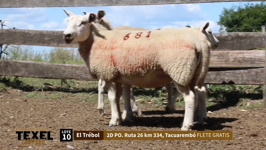 Lote 3 Corderas a remate en Segundo Remate - Texel Campero, Rivera