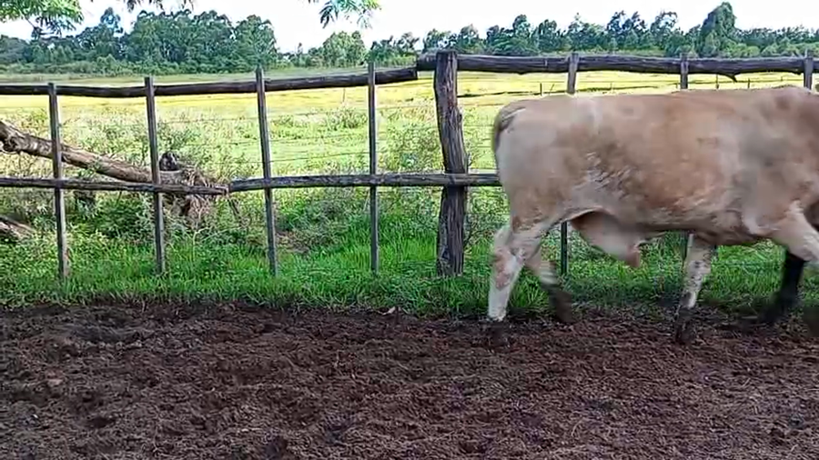 Lote 6 Vacas de invernar