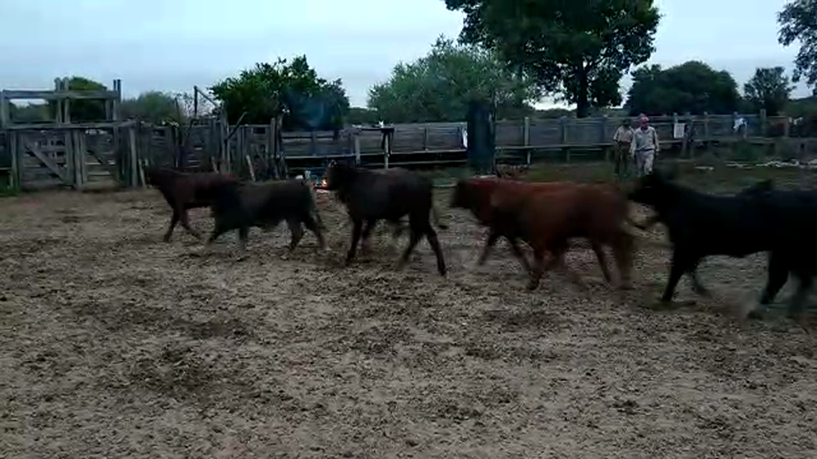 Lote 70 Terneros en Cote Lai, Chaco