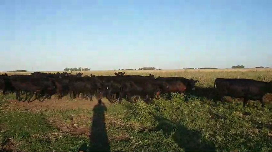 Lote 40 Vaquillonas C/ gtia de preñez