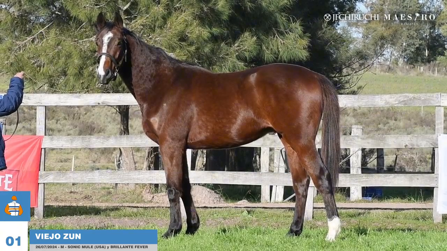 Lote VIEJO ZUN