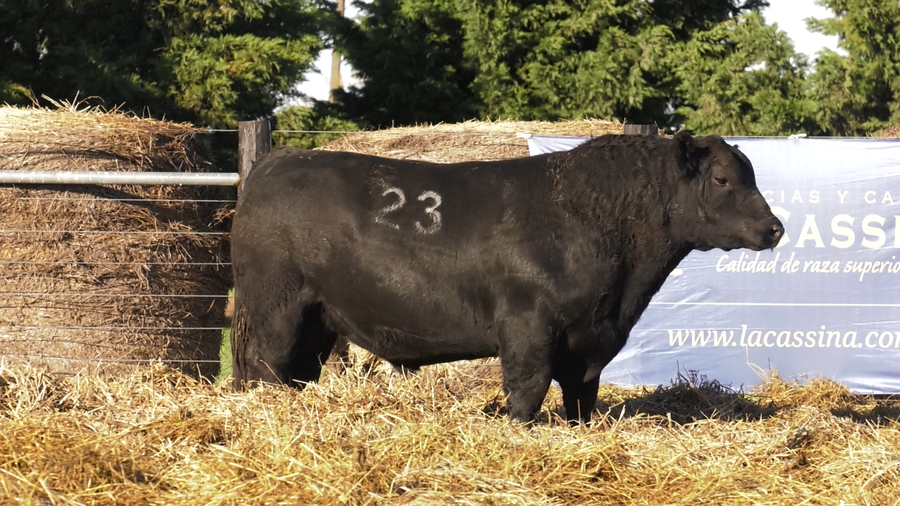 Lote TOROS ANGUS PURO CONTROLADO