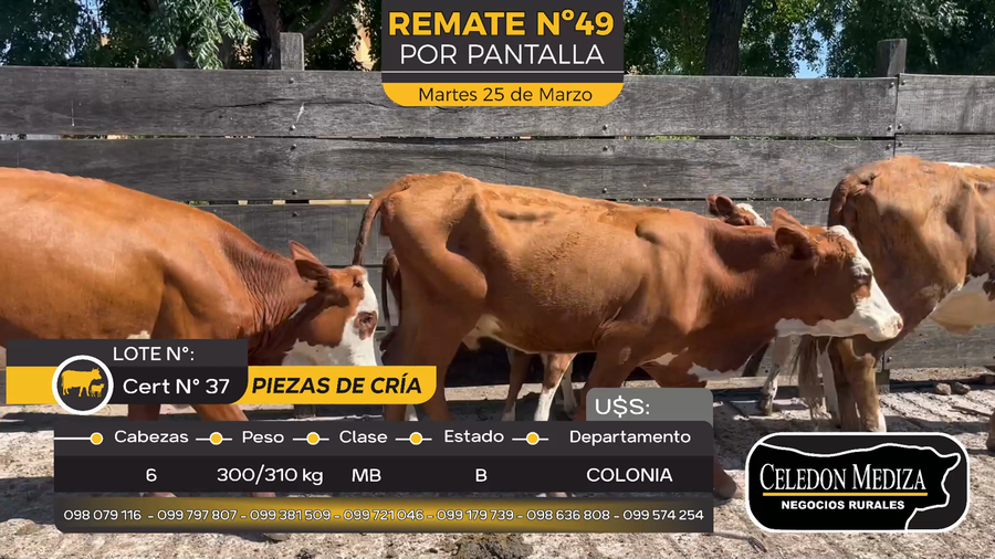 Lote 6 Piezas de cría en Paso Antolín, Colonia