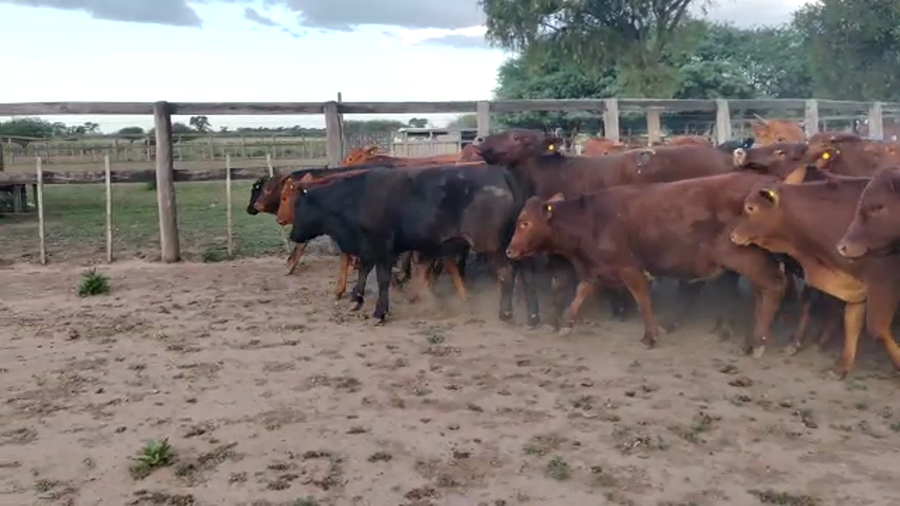 Lote 52 Terneros/as en Quimilí, Santiago del Estero