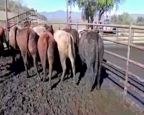 Lote 10 Vaquilla Gorda en Melipilla, Región Metropolitana