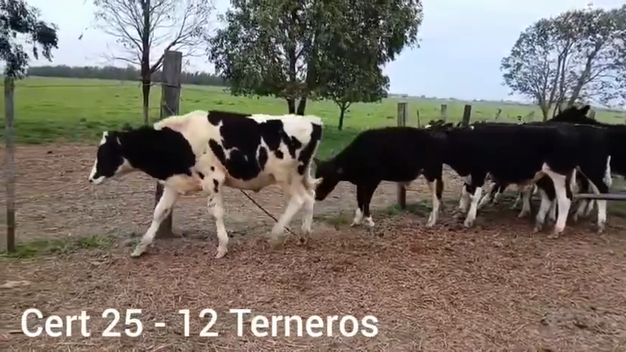 Lote TERNEROS