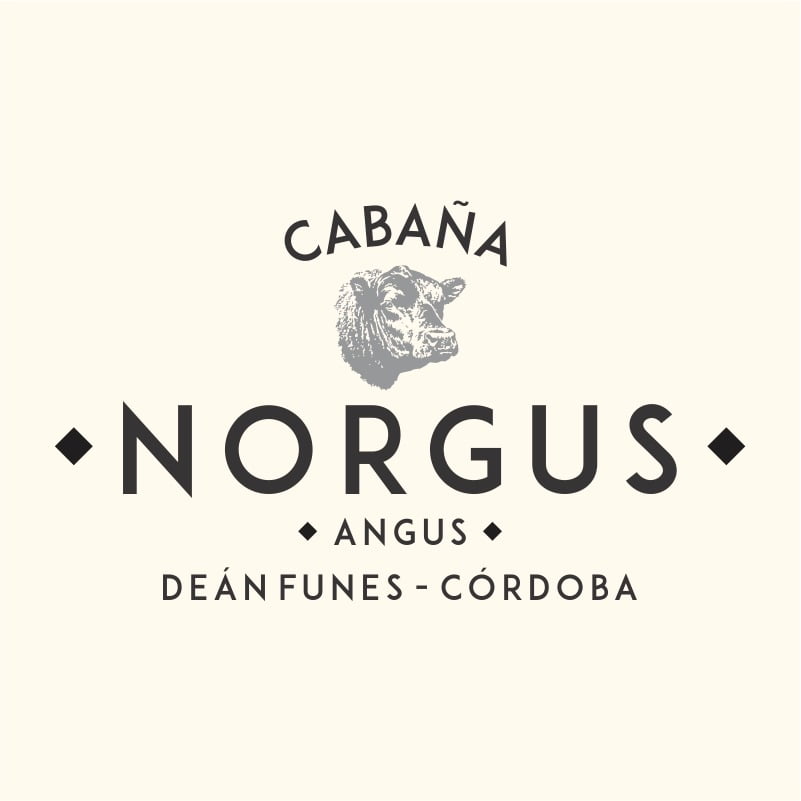 Lote TOROS PUROS CONTROLADOS ANGUS