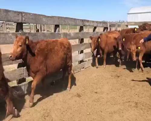 Lote 31 Vaquillonas en Miguel Riglos, La Pampa