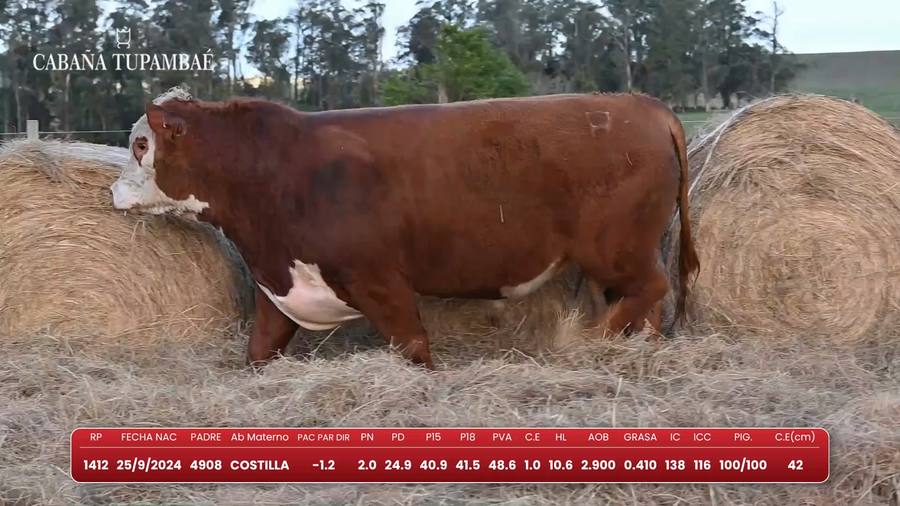 Lote Mochos