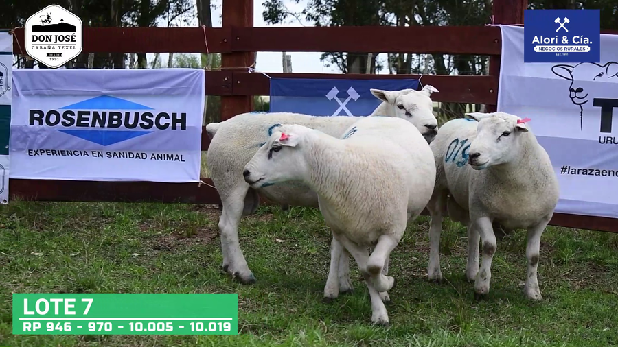 Lote 4 Carneros Texel a remate en Texel Don José 2022 en Tupambaé