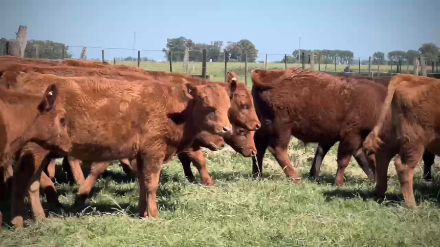 Lote 41 Terneros en Monte, Buenos Aires