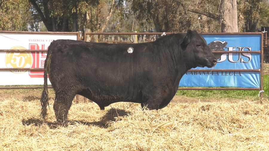 Lote TOROS ANGUS  PP