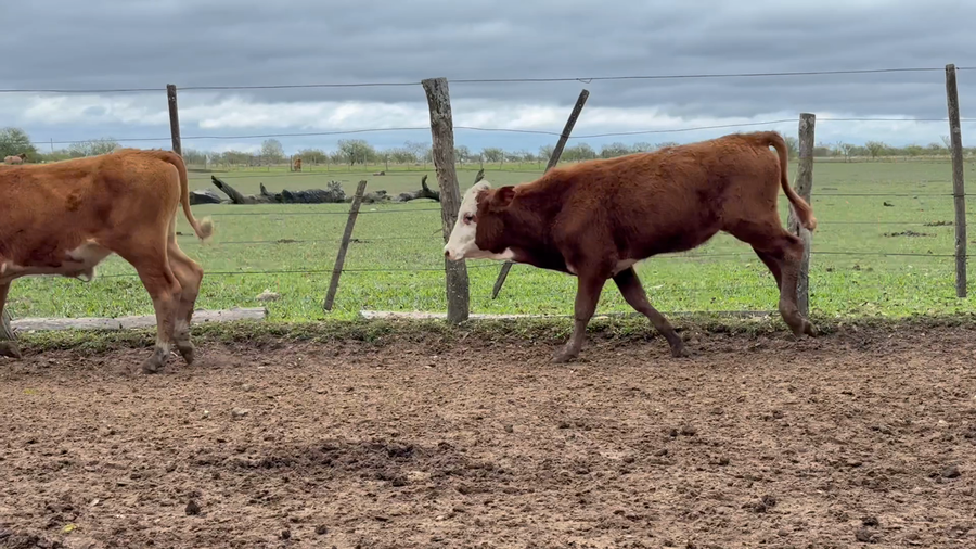 Lote 70 Terneros en Corrientes, Paso de Los Libres