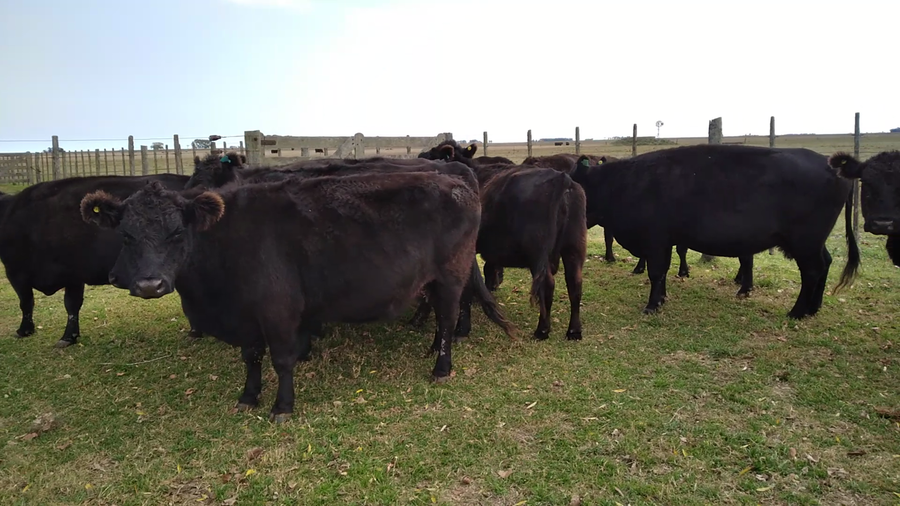 Lote 19 Vacas usadas preñadas en Rauch, Buenos Aires