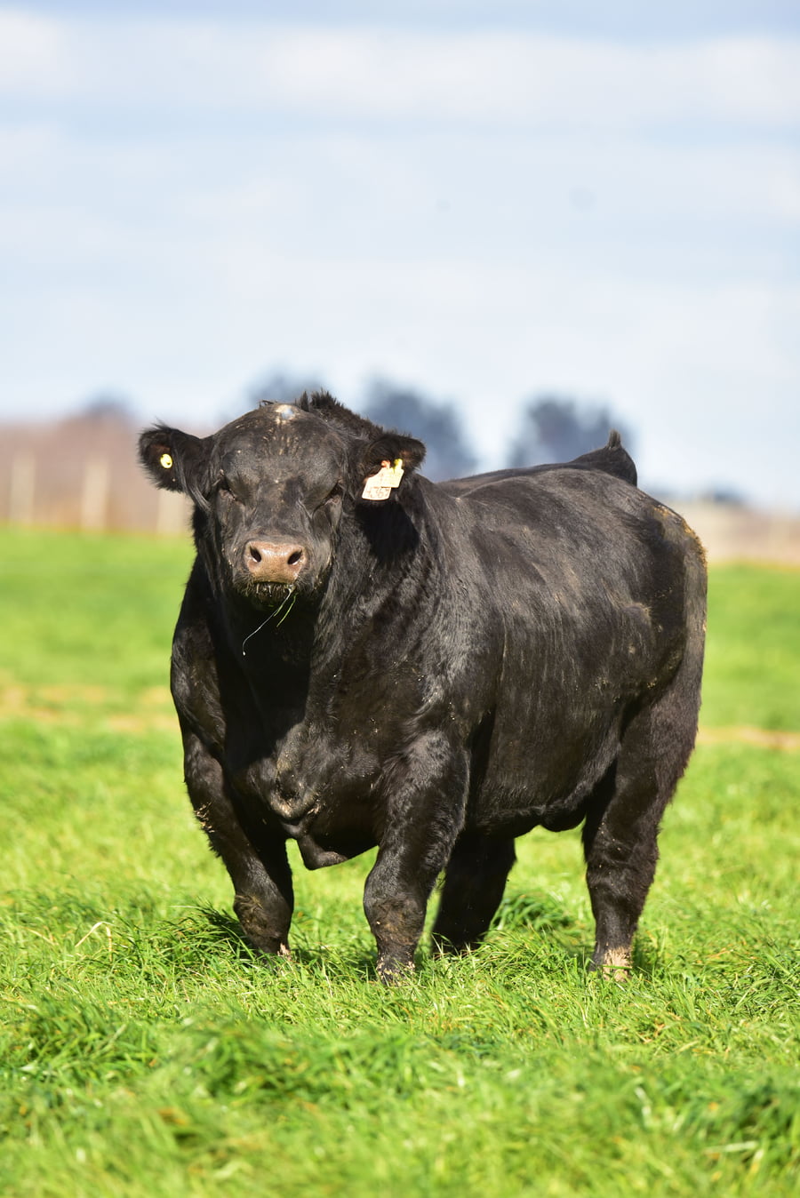 Lote TOROS PEDIGREE H367 H369