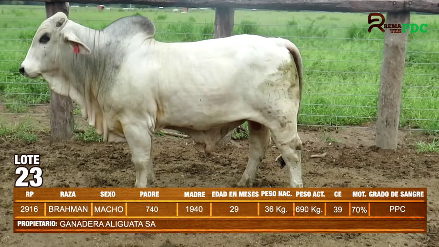 Lote TORO BRAHMAN - GANADERA ALIGUATA SA