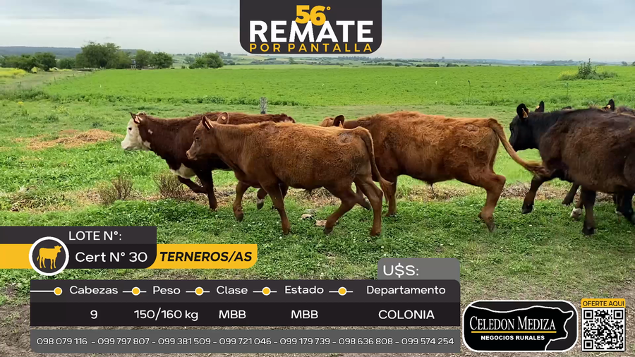 Lote 9 Terneros y Terneras en Barker, Colonia