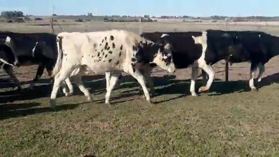 Lote 37 Terneros Holando