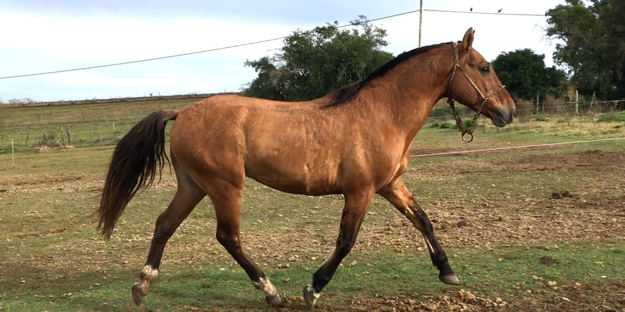 Lote CARRETEL MOLLES