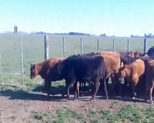 Lote 30 Terneros/as en Castelli, Buenos Aires