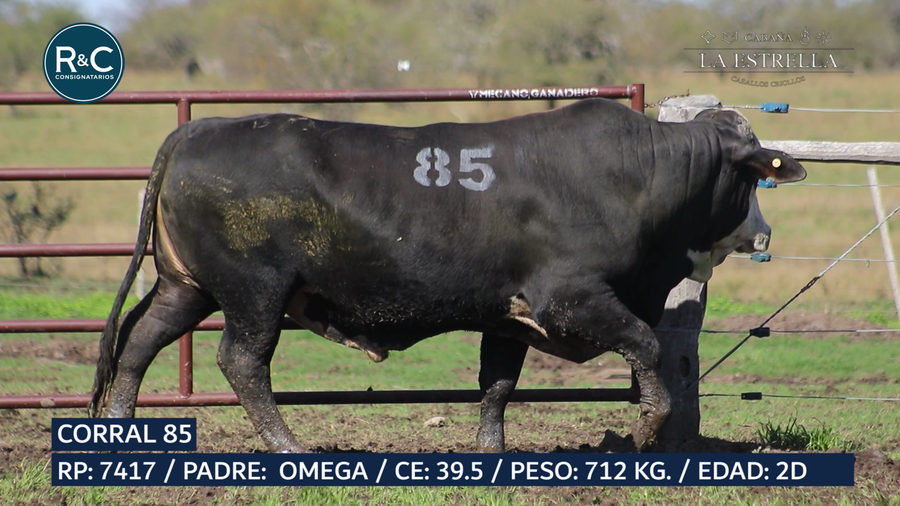 Lote Toro Media sangre