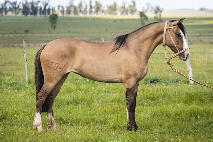 Lote DEL SILENCIO VENTOLERA