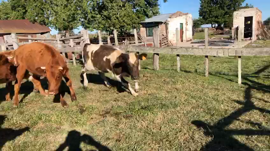Lote 28 Terneras y Vaquillonas de Jorge Mentiguiaga