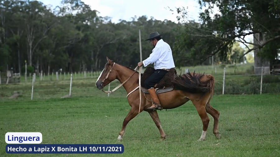 Lote Linguera