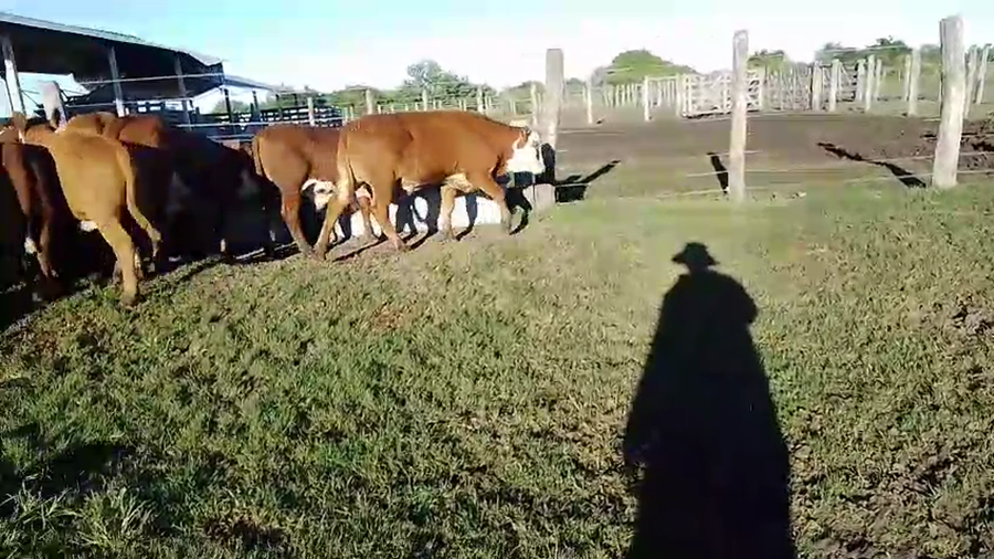 Lote 28 Terneros
