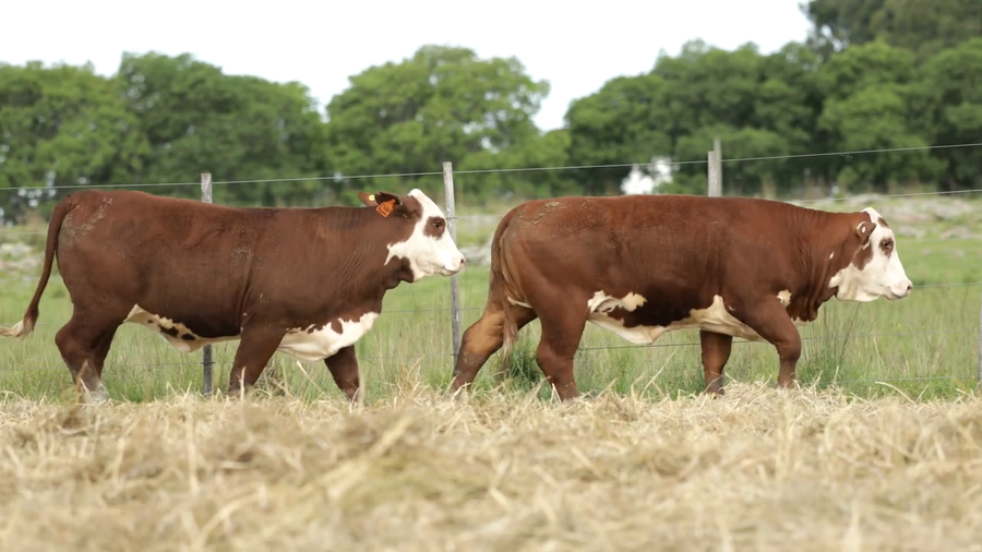 Lote Vaquilla Para Servicio