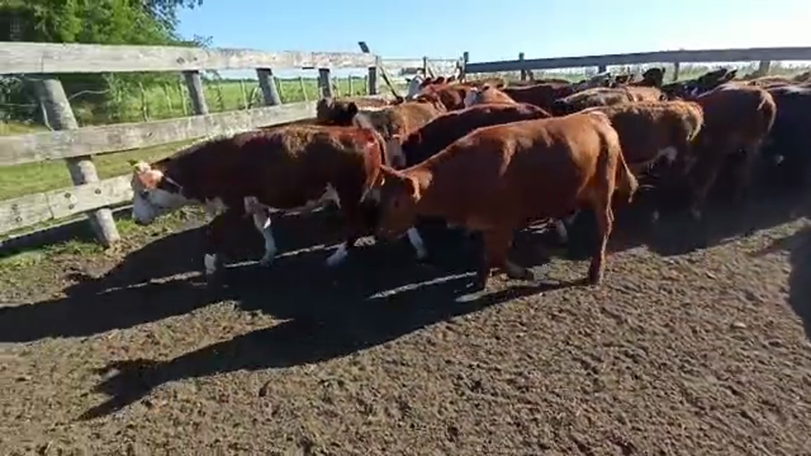 Lote 40 Terneros/as en San Salvador, Entre Ríos