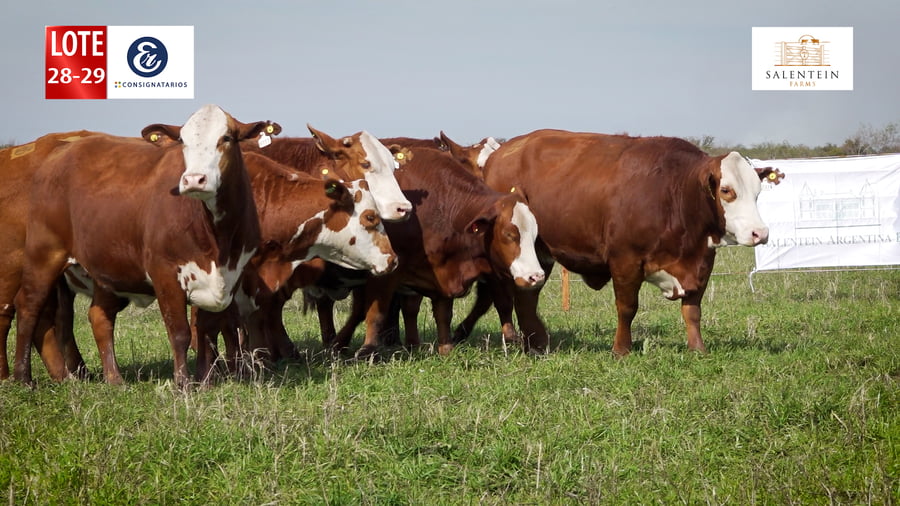 Lote LOTE 28/29 - VAQUILLAS BRAFORD PLANTELERAS SEÑAL ´18 PREÑADAS IATF