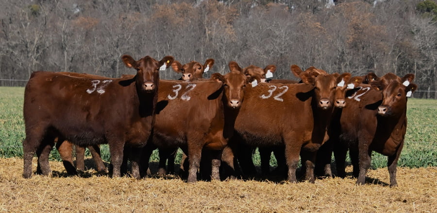 Lote VAQUILLONA ANGUS PC OTOÑO
