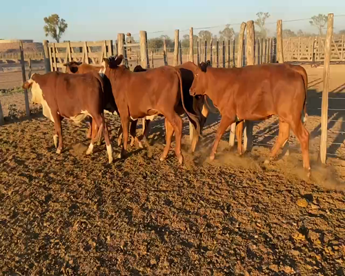 Lote 114 Novillitos en Bandera, Santiago del Estero
