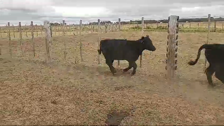 Lote 110 Terneras en Monte, Buenos Aires