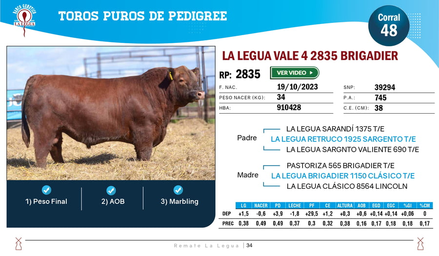 Lote TOROS ANGUS  PP