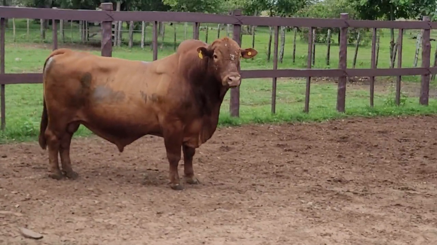 Lote Toros T. Brangus Rojo a remate en Remate de Reproductores, Asunción