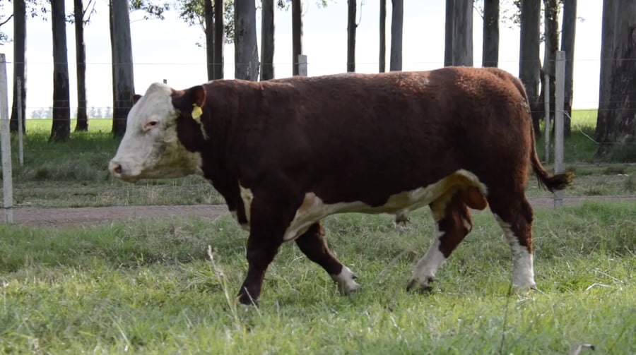 Lote POLLED HEREFORD