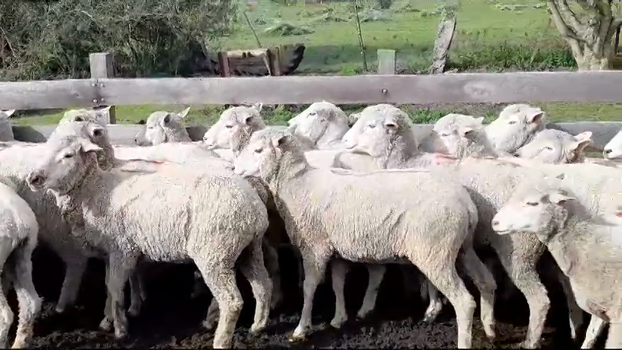Lote (Vendido)25 Ovejas CORRIEDALE a remate en #35 Pantalla Carmelo 60kg -  en CERROS NEGROS