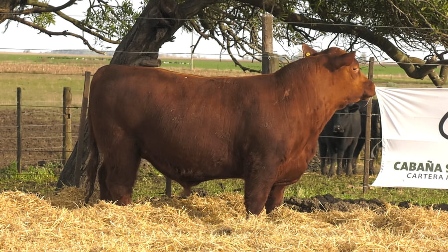 Lote Toros PC Colorados