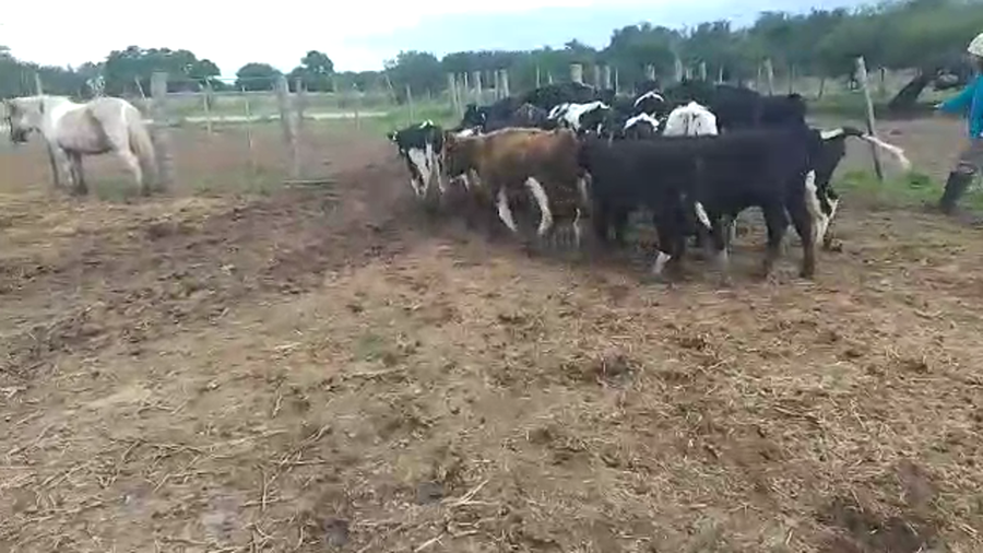 Lote 26 terneros/as cruzas