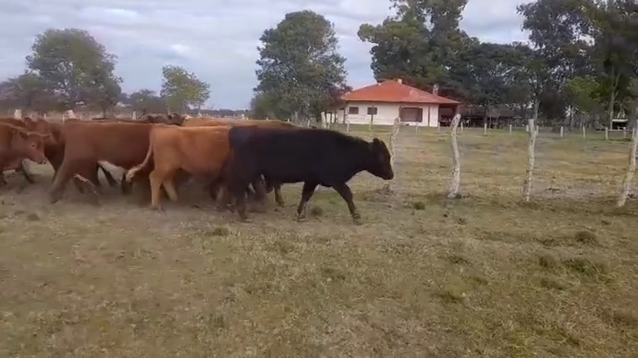 Lote 50 Novillitos