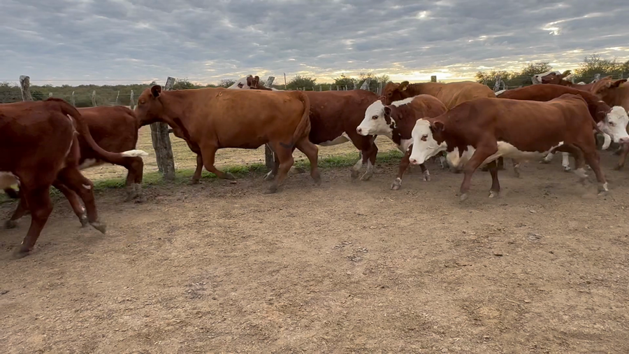 Lote 35 Vacas