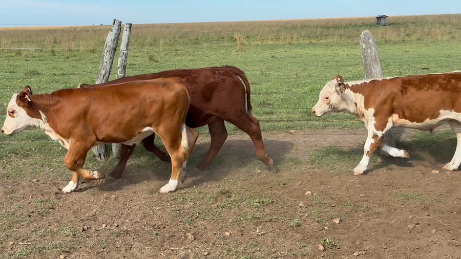 Lote 75 Terneros en Corrientes, Mercedes