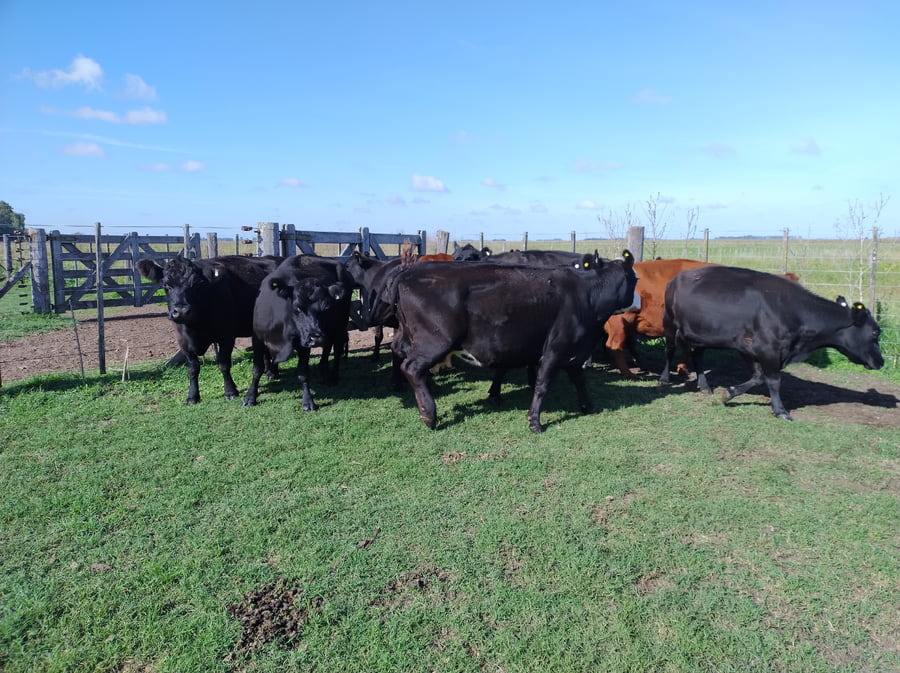 Lote 11 Vacas usadas preñadas