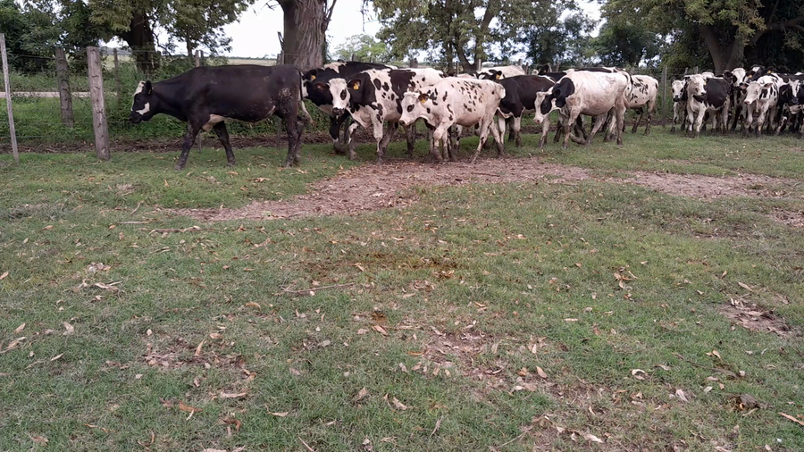 Lote 33 Novillitos Normando en Col. Tacurales, Santa Fe