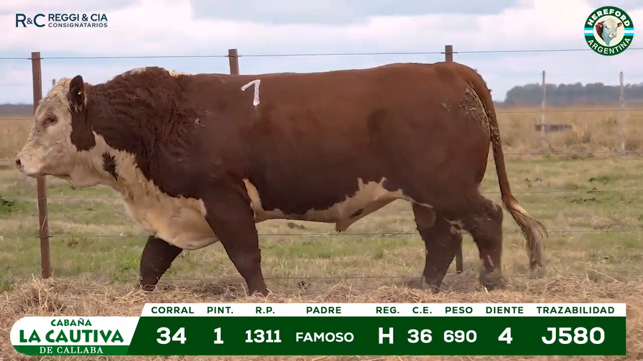 Lote TOROS HEREFORD Y PUROS REGISTRADOS.- Cabaña La Cautiva